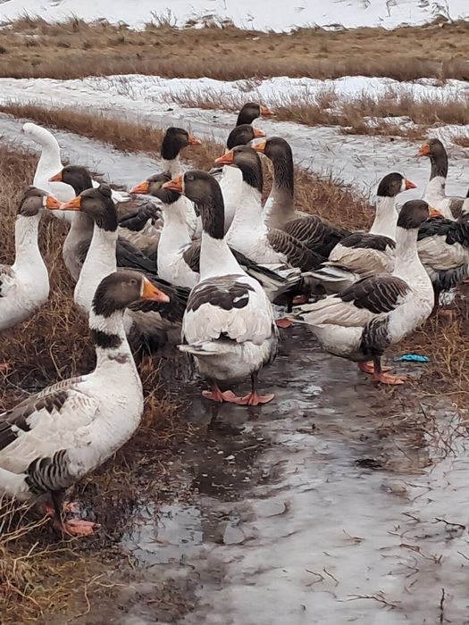 Гуси на развод . Қаздар тұқымға.