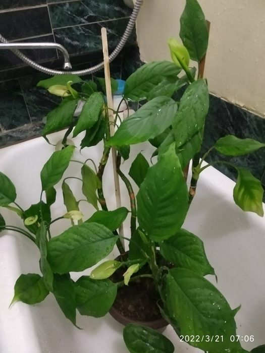 Цветок Аглаонема