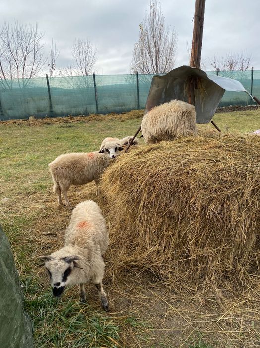 Berbecut de anul acesta