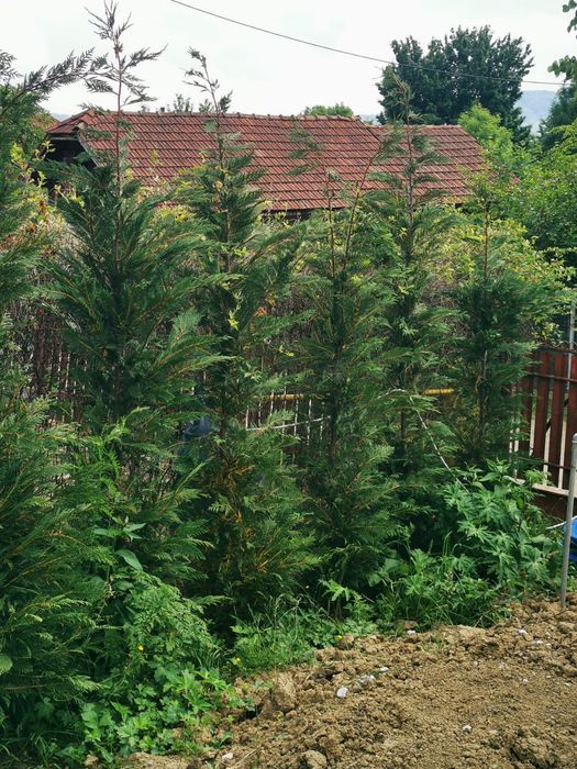 Pawlonia , mesteacăn,pin,brad,tei,leilandi,