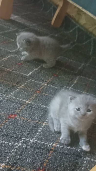 Скотиш страйт и фулд
