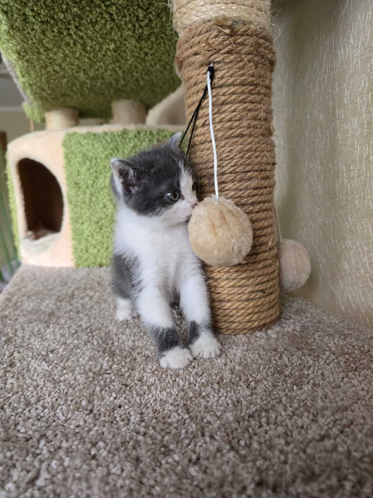 котенок ищет дом