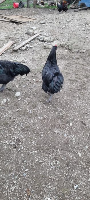 Vând cocosi brahma potarnichiu si citiți descrierea