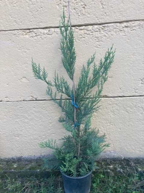 Leylandii - Timisoara - producator local