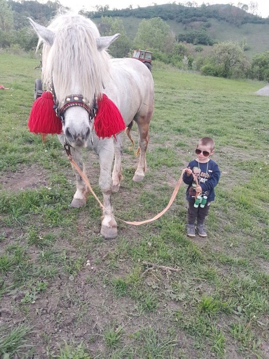 Vand manza de 3 ani gestanta