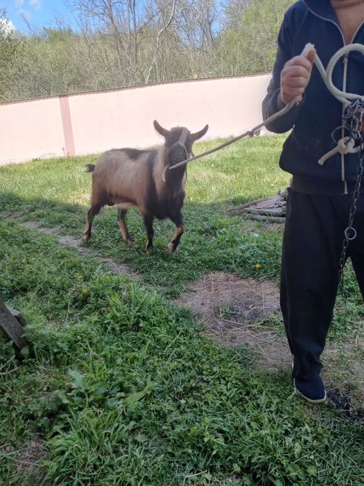 Vând țap alpin francez