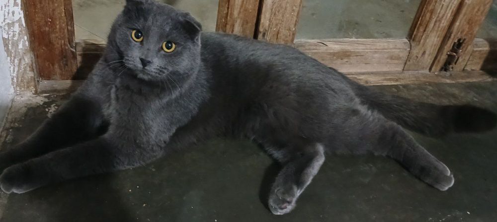 Scottish Fold mushuk