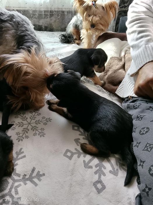 Продавам Иоркита