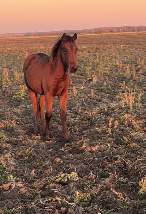 Жеребчики.          …