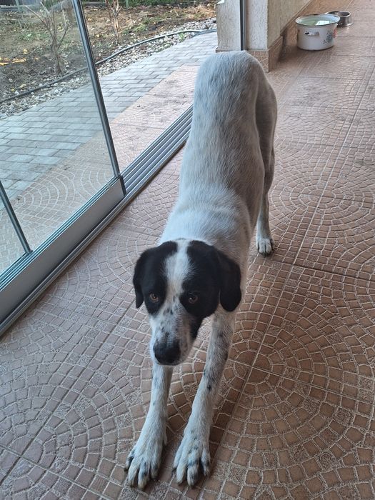 Donez cățelușă de talie medie