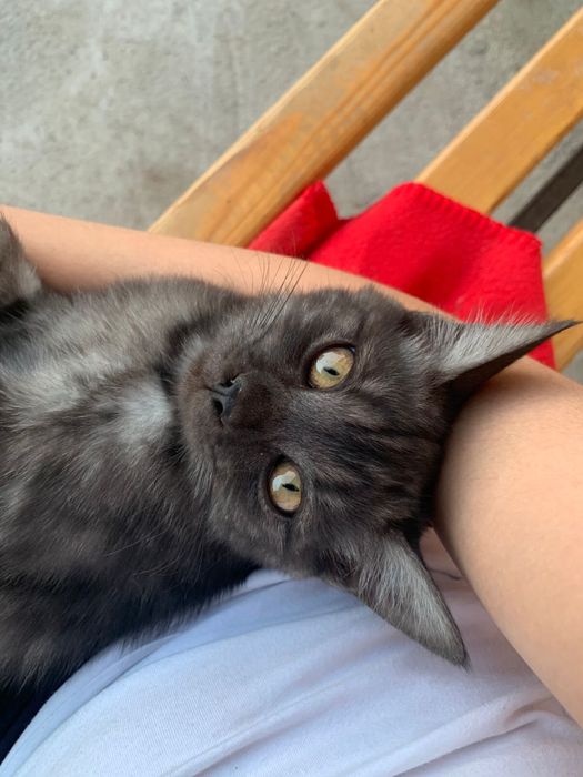 Котики 6 мес, отдам бесплатно
