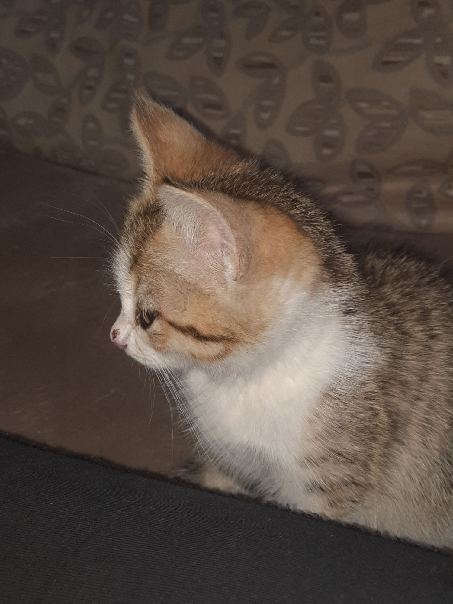 Котенок ищет дом