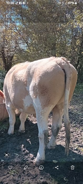 Boi de vînzare  în  jud ALBA vârstă  6 ani