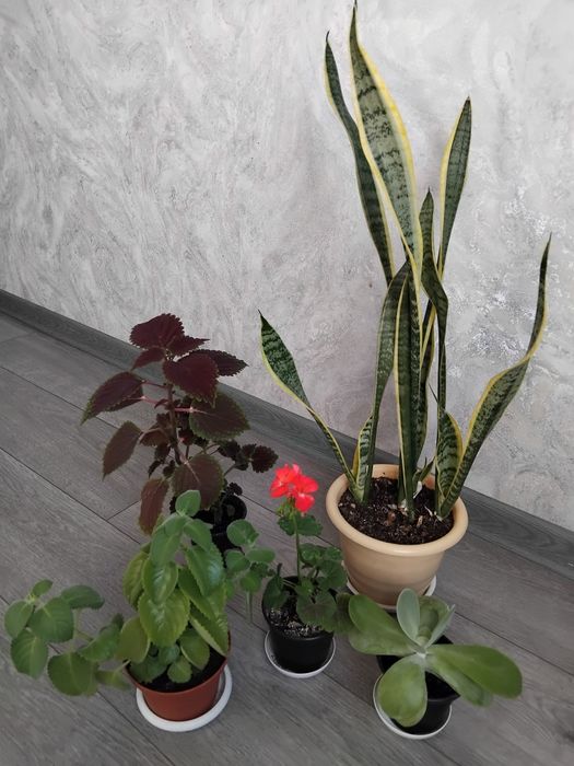 Комбо цветов разных