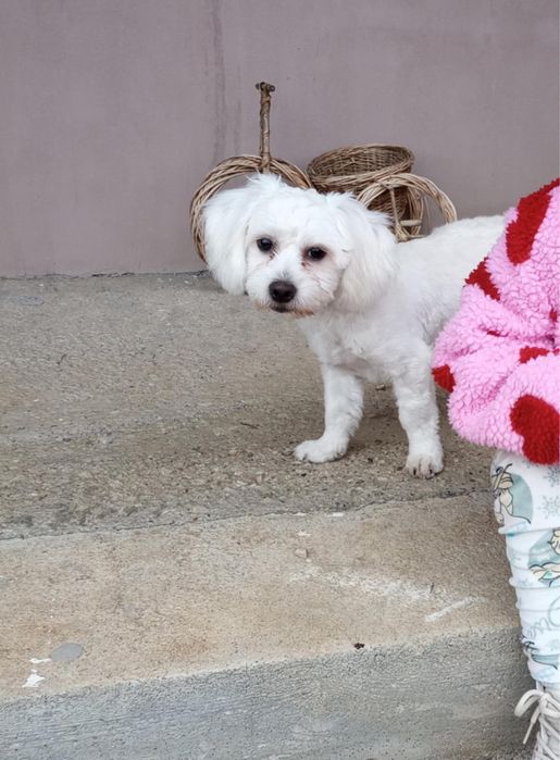 Vând Bichon Maltez