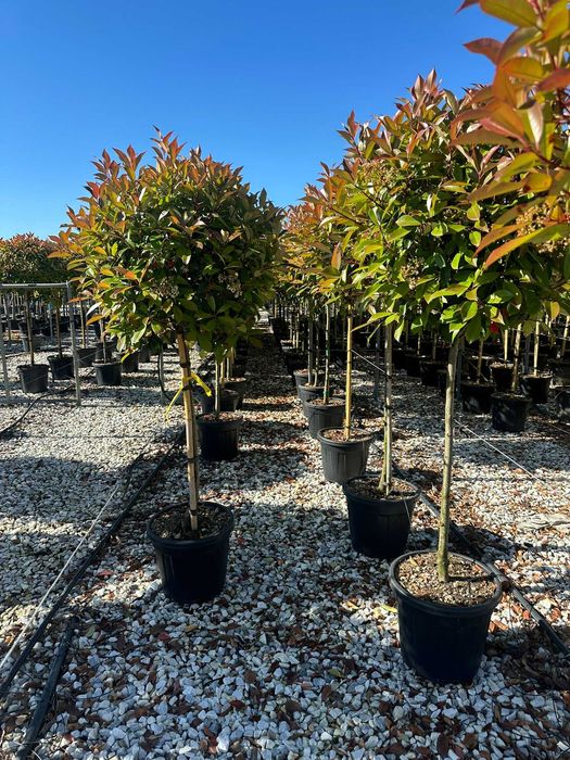 Plante Photinia Red Robin sănătoase cu plantare și transport incluse