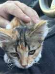 Dau spre adoptie pisicuta blanda