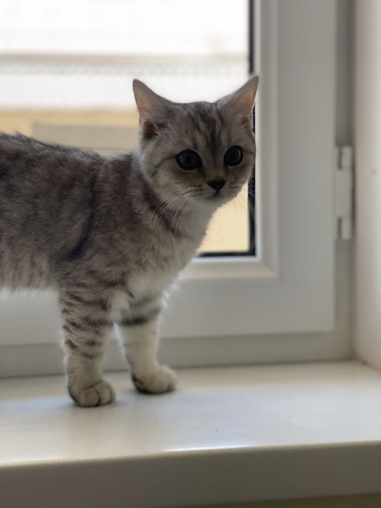 Кот и Кошка Шотландские