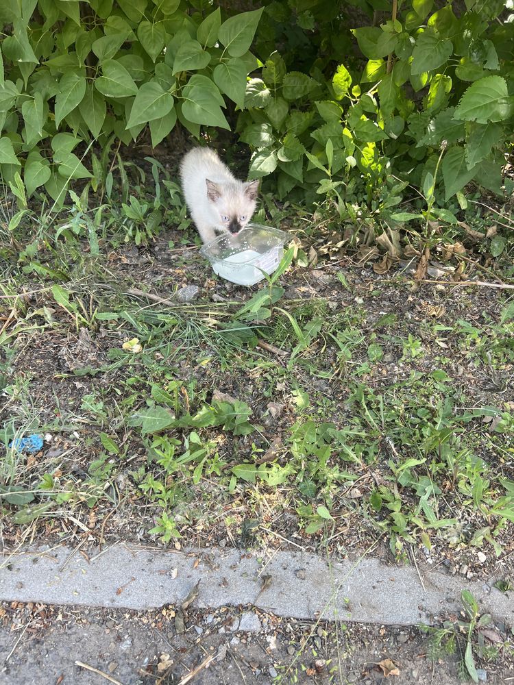 Котенок 2,5 месяца