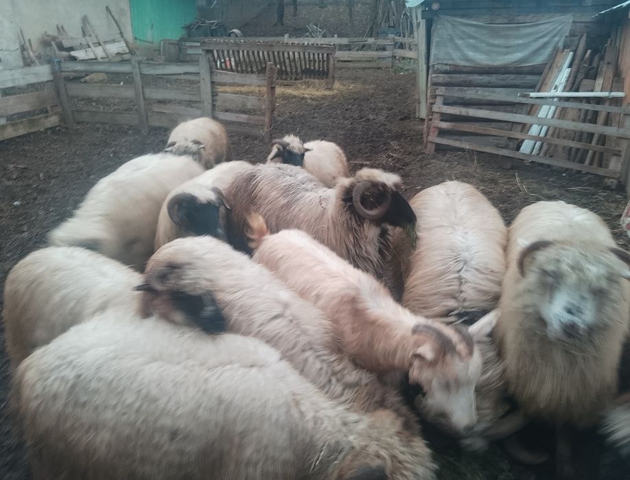 Oi turcane de vanzare