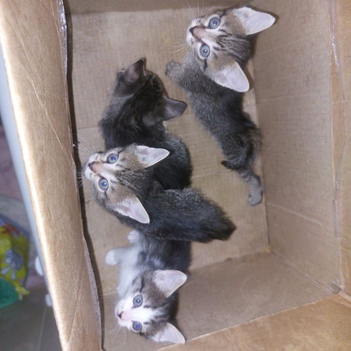 Отдам в добрые руки