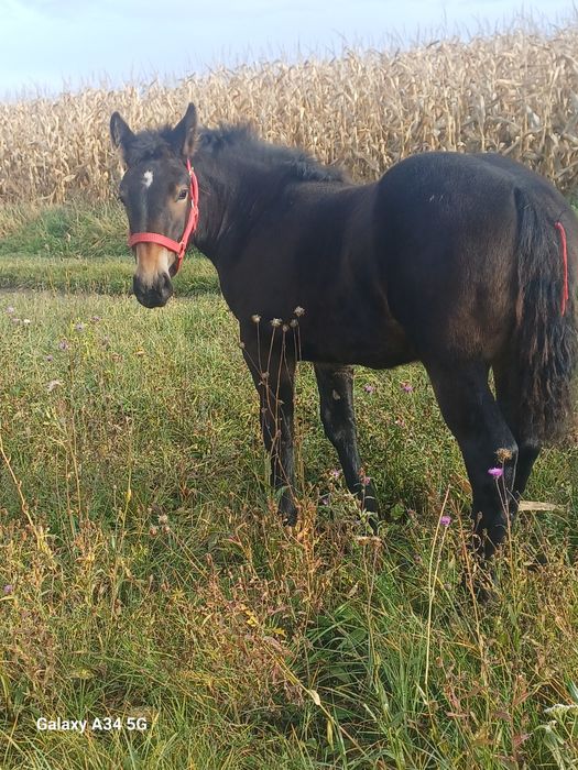 Manze de vanzare de 6 luni