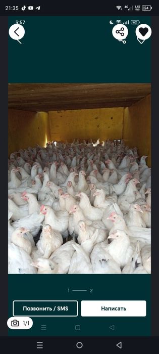 Ломан сенди ок товуклар