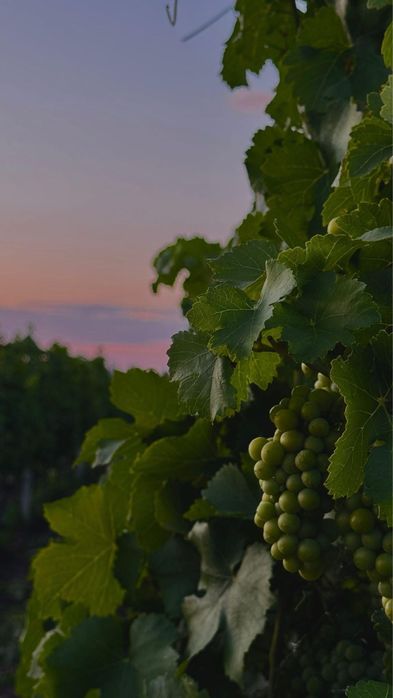 Plantatie vita de vie