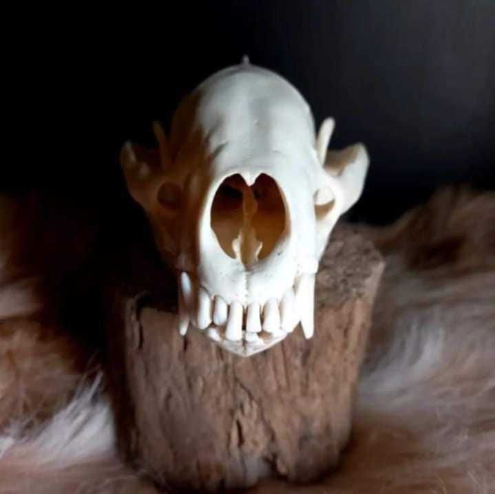 trofeu,trofee,naturalizat,taxidermie,craniu de bursuc  Germania