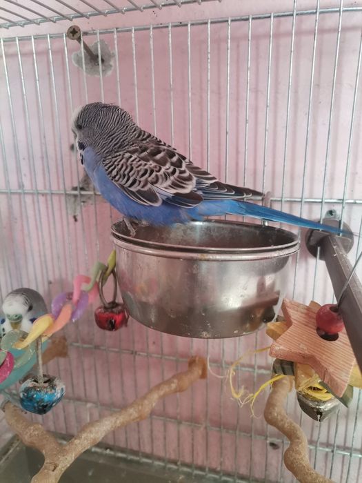 Vând un mascul de papagal peruși foarte fain