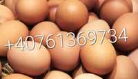 Vând oua de găină
