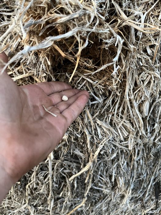 Baloti resturi vegetale de mazare furajera