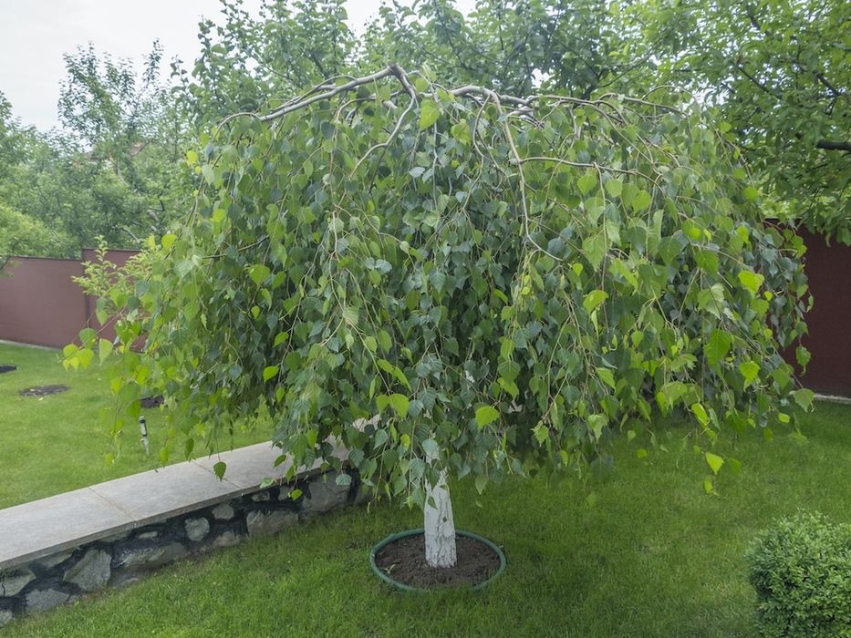 Mesteacan plangator betula youngii 140-150 cm, trimitem în toată tara