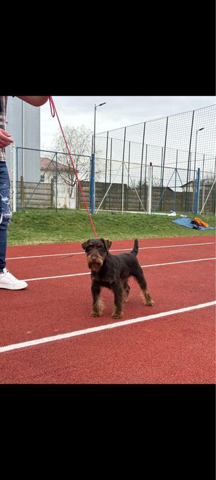 Puppy Jagdterrier / vanatoare