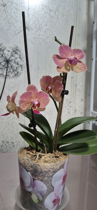 Продам или обменяю  на другую расцветку