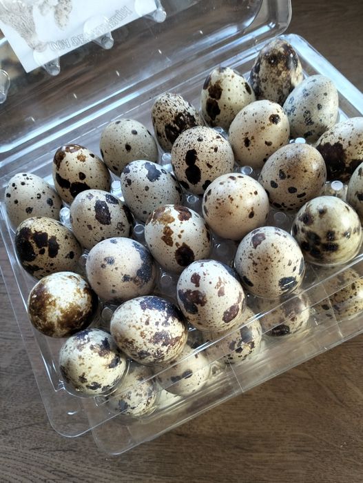 Oua de prepeliță proaspete