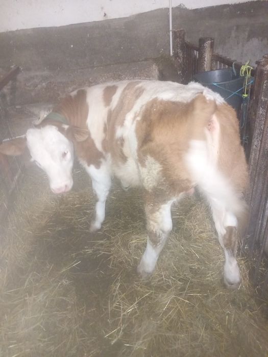 Vând taurasi de doua luni jumate