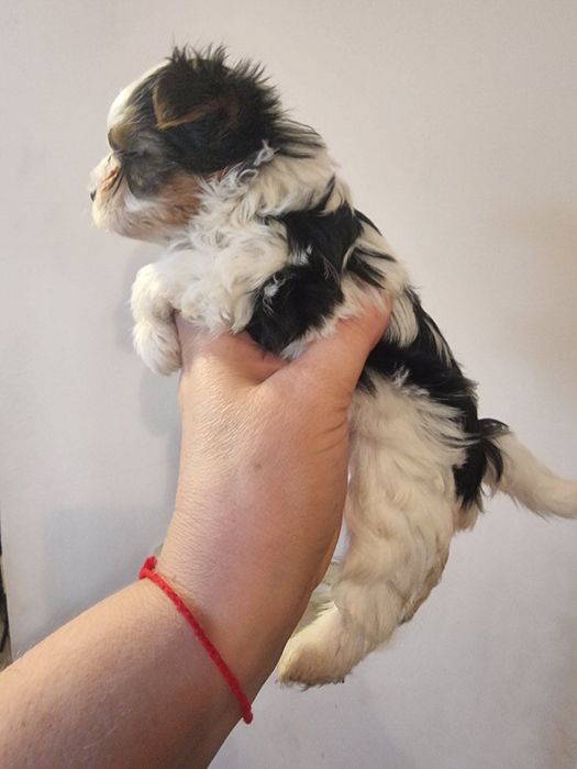 Мини йоркширски териер