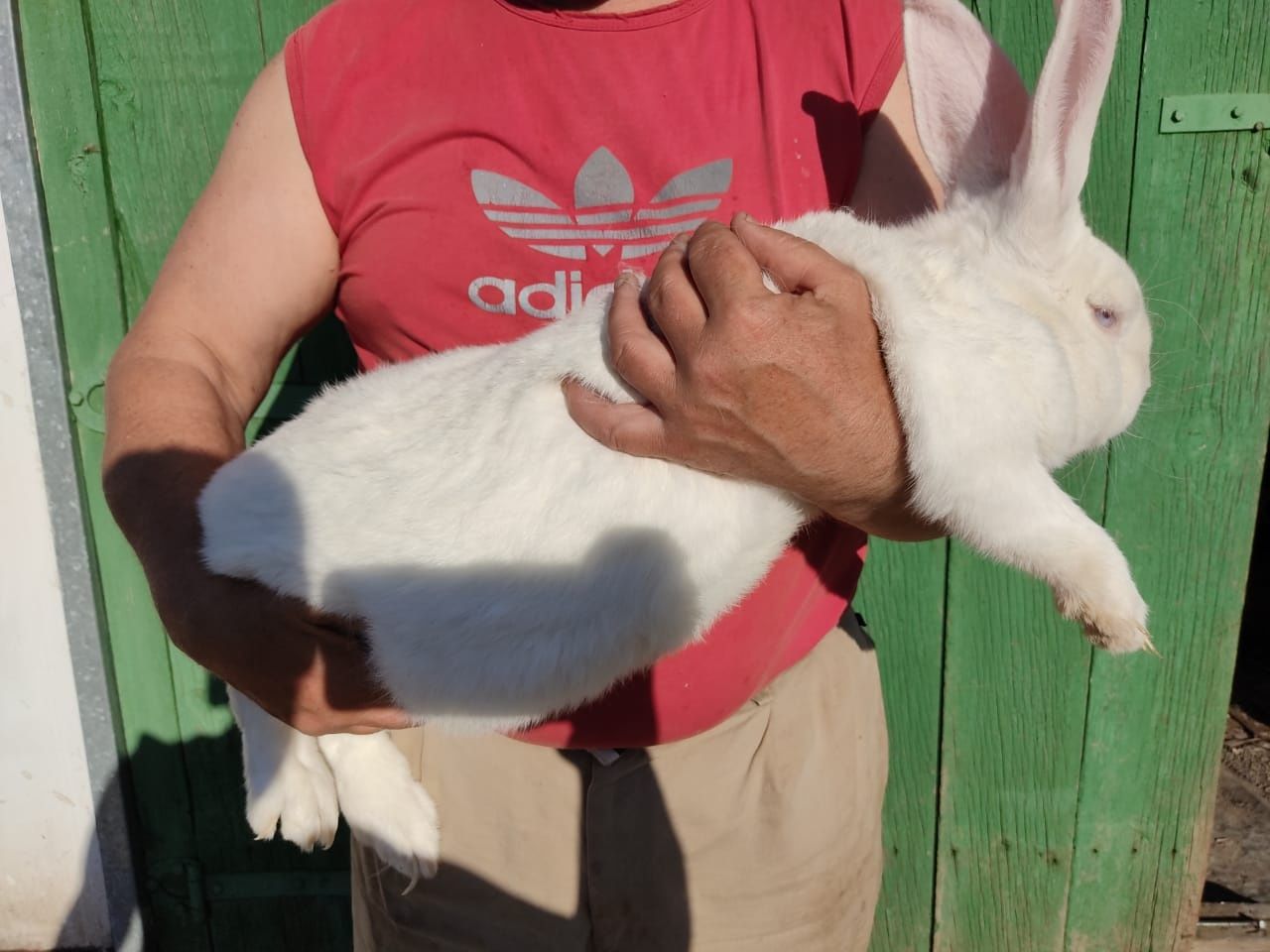 Продам кроликов белый великан