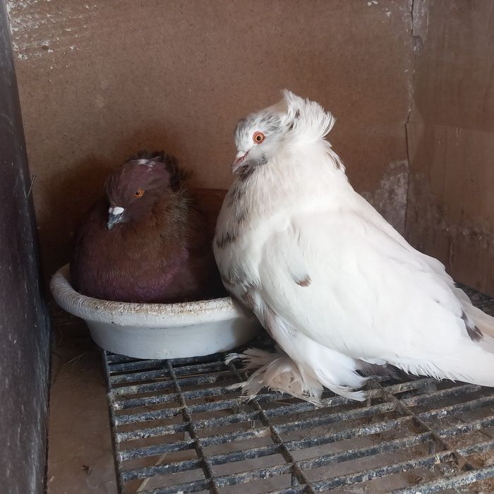 Porumbei uriasi maghiari