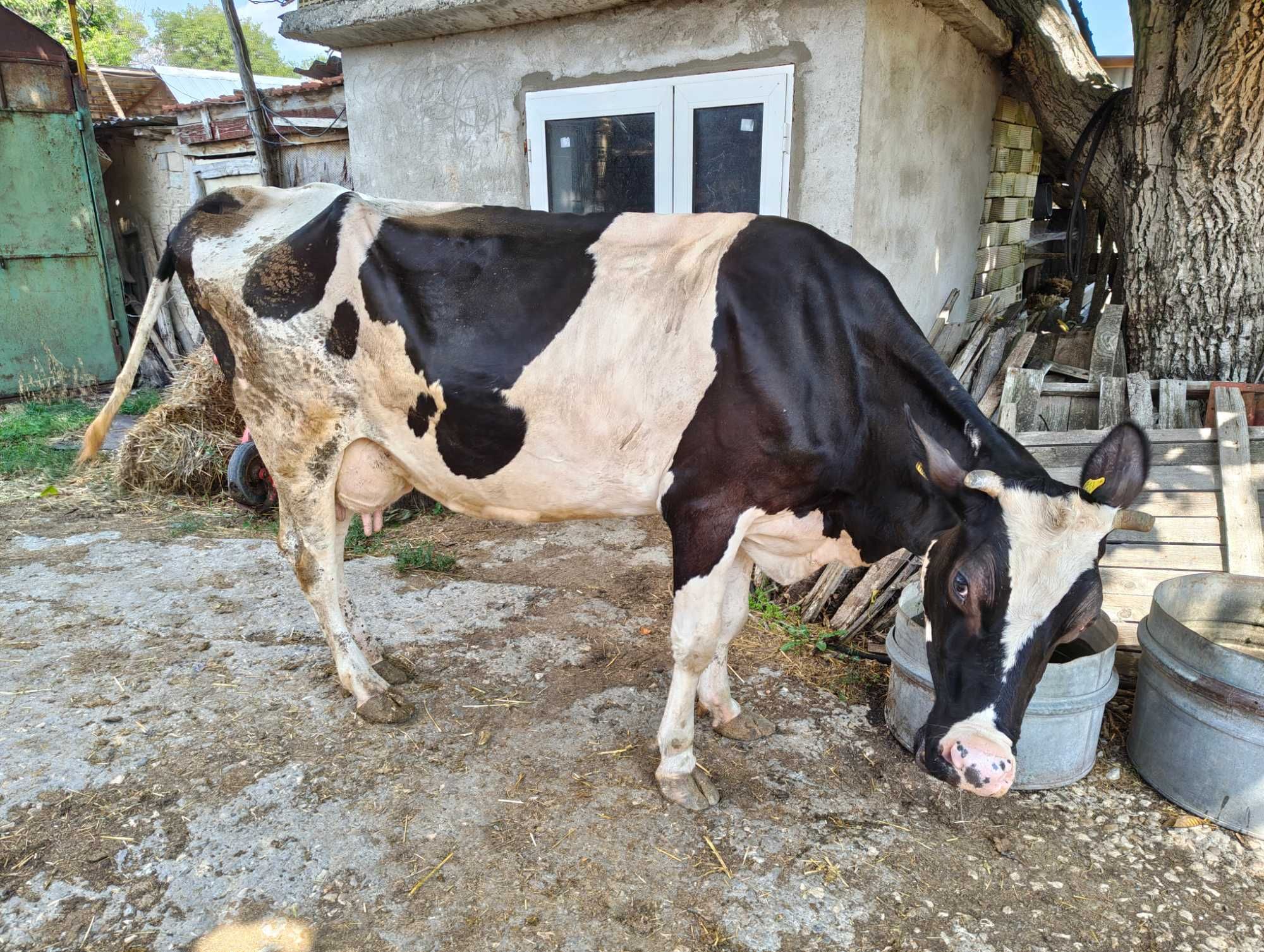 Продавам 2 млекодайни крави