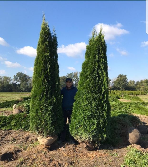 Tuia smaragd ornamentală
