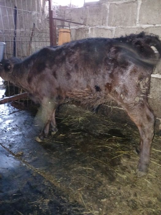 Vând tauras si vitea