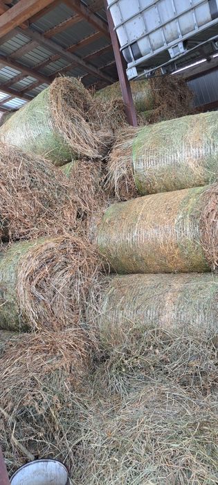 Baloti lucernă rotunzi