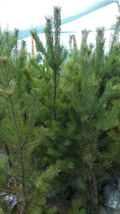 Сосна оптовым ценам