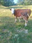Vaca de vanzare.