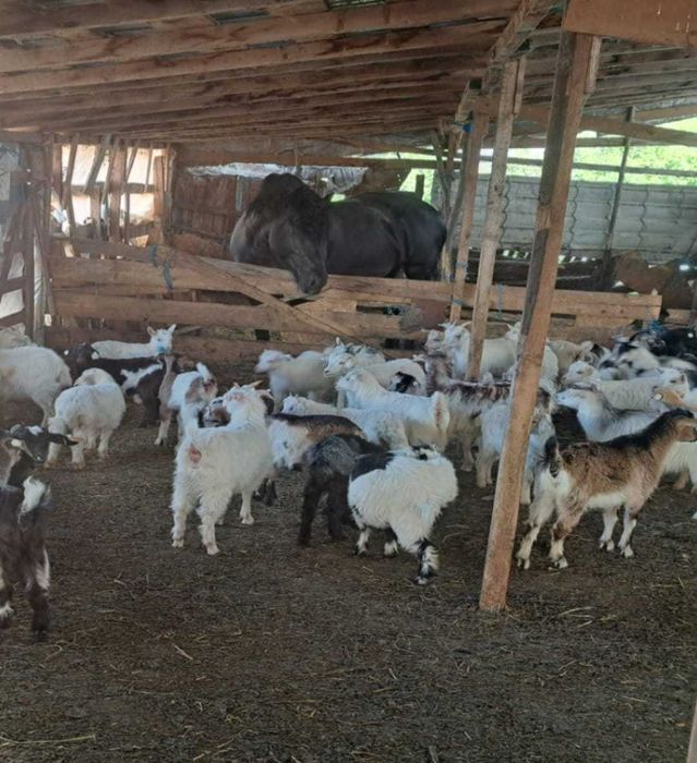 Vand iezi pentru sacrificare