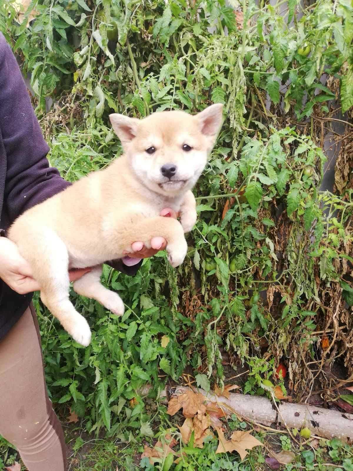 Pui rasa Shiba Inu