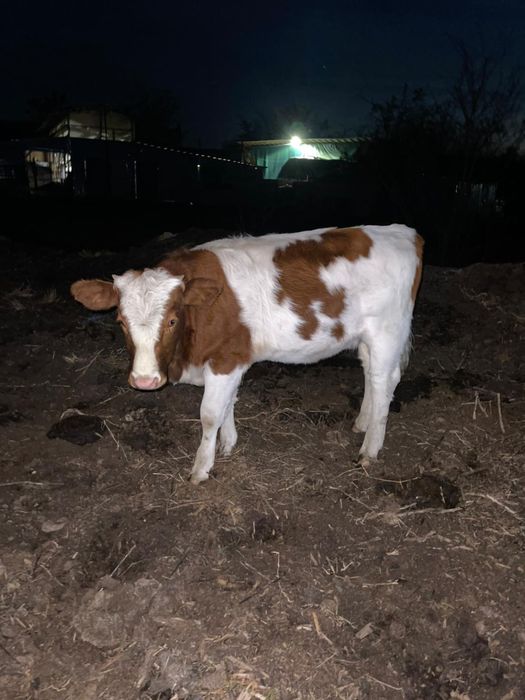 Vițică in varsta de 10 luni