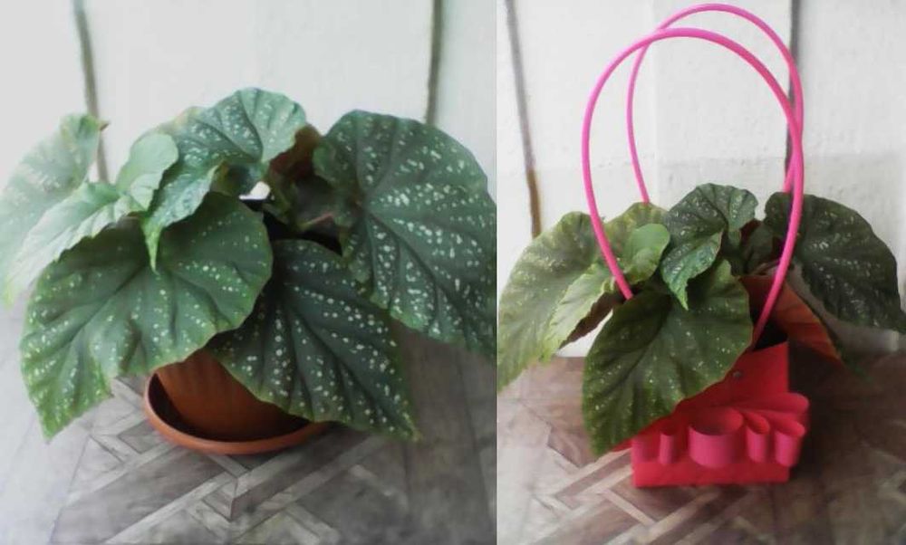 Продавам Кралска бегония